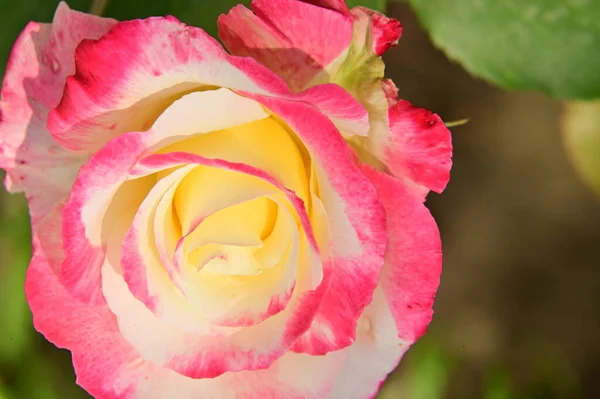花园里美丽的粉红色玫瑰花 — 图库照片