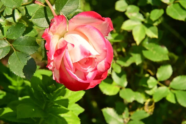 Schöne Rosa Rosenblüte Garten — Stockfoto