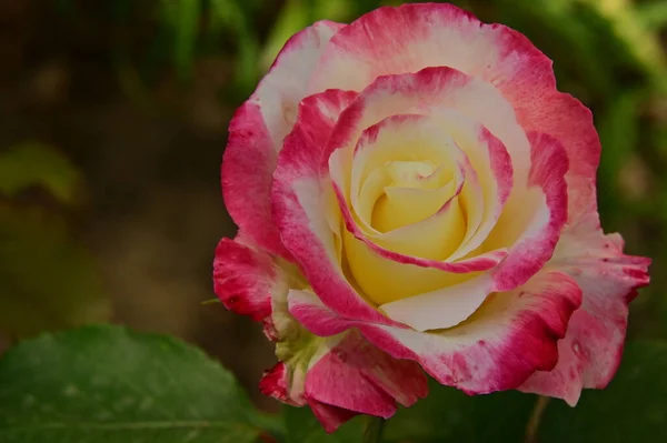 Krásná Růžová Růže Květina Zahradě — Stock fotografie