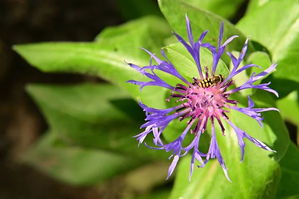 Bee Collecting Pollen Purple Flowers Garden — Stock Photo, Image