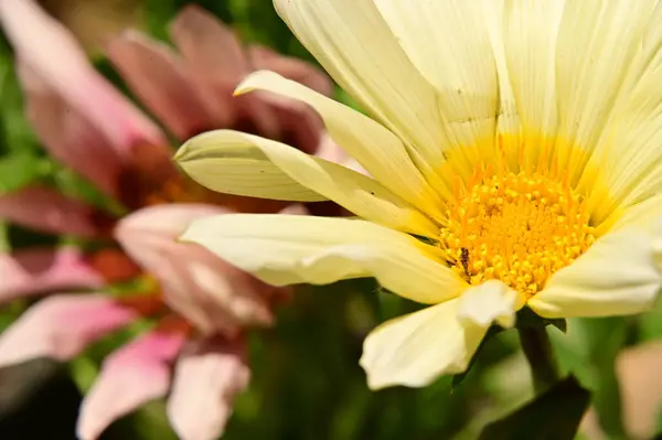 Beautiful Daisy Flowers Garden — Stock Photo, Image