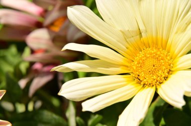 Bahçedeki güzel sarı çiçekler