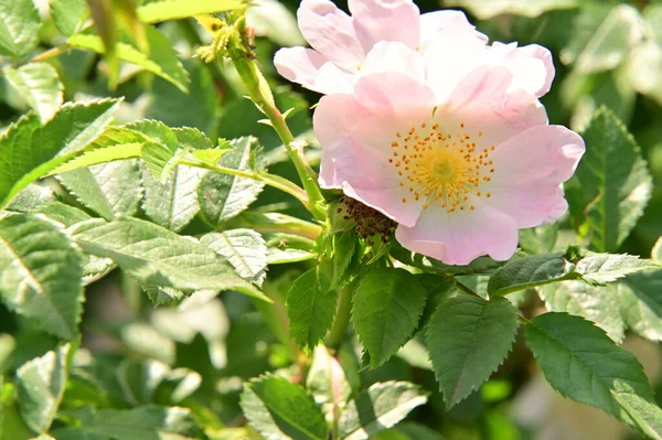 Piękne Różowe Kwiaty Ogrodzie — Zdjęcie stockowe