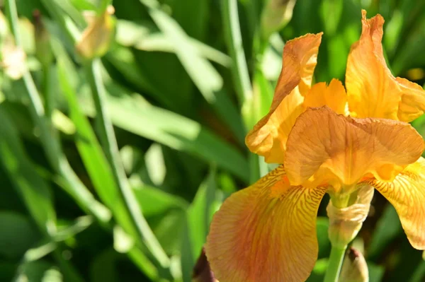 花园里美丽的黄色虹膜花 — 图库照片