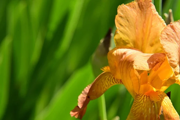 Bellissimo Fiore Iris Giallo Giardino — Foto Stock