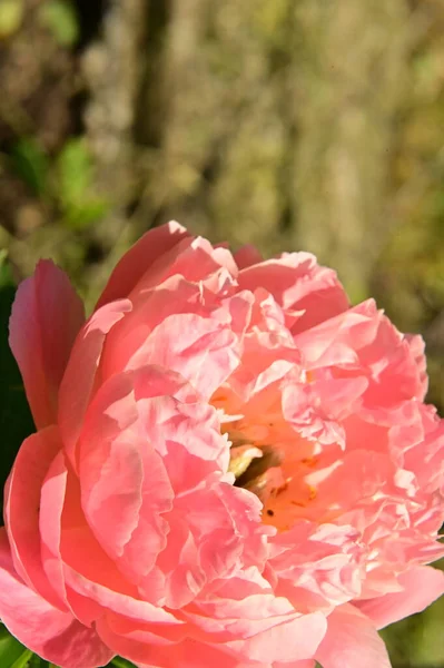 Stock image beautiful pink rose flower in the garden