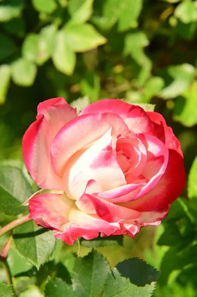 Όμορφο Ροζ Τριαντάφυλλο Λουλούδι Στον Κήπο — Φωτογραφία Αρχείου