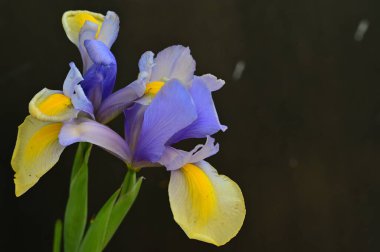 Koyu arkaplanda güzel sarı ve mor iris çiçekleri