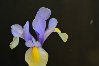 Koyu arkaplanda güzel sarı ve mor iris çiçekleri