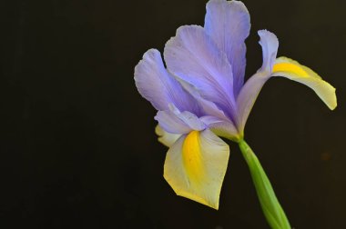 Koyu arkaplanda güzel sarı ve mor iris çiçekleri