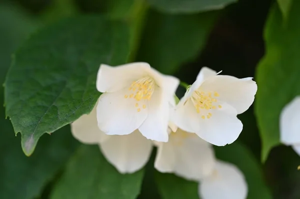 Κλείσιμο Των Λευκών Λουλουδιών Στον Κήπο — Φωτογραφία Αρχείου