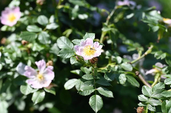 Όμορφη Βοτανική Βολή Φυσική Ταπετσαρία Λουλούδια Στον Κήπο — Φωτογραφία Αρχείου