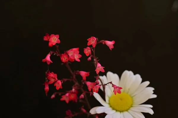 Mooie Rode Witte Bloemen Donkere Achtergrond — Stockfoto