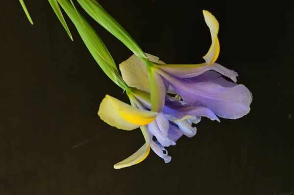 Mooie Gele Paarse Irisbloemen Donkere Achtergrond — Stockfoto