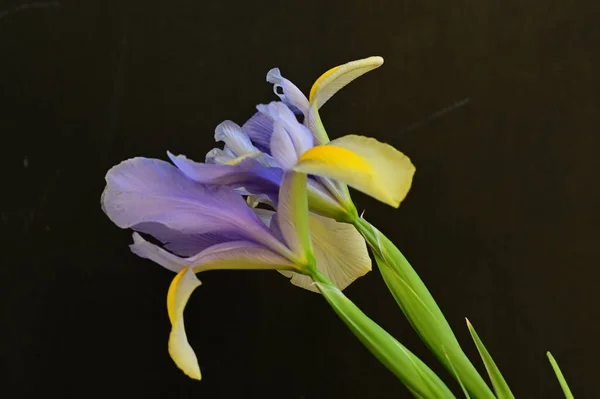Vacker Gul Och Lila Iris Blommor Mörk Bakgrund — Stockfoto