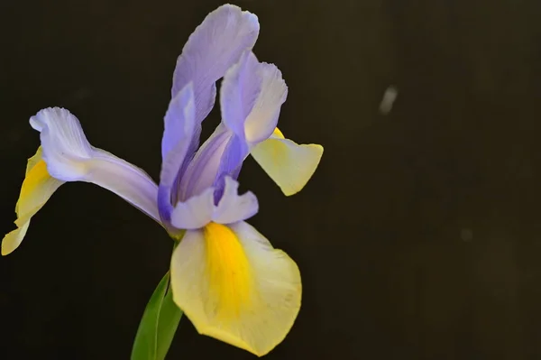 Schöne Gelbe Und Lila Irisblüten Auf Dunklem Hintergrund — Stockfoto