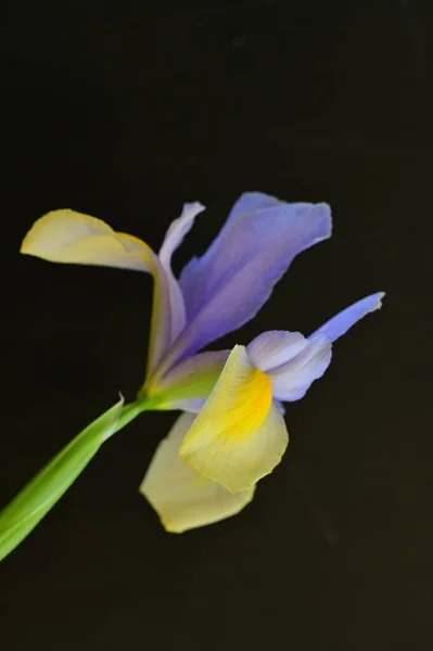 暗い背景に美しい黄色と紫の虹彩の花 — ストック写真