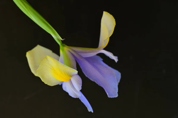 Belas Flores Íris Amarelas Roxas Fundo Escuro — Fotografia de Stock