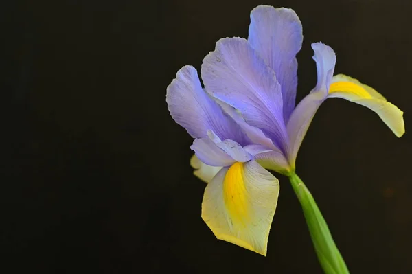 Bela Flor Íris Amarela Roxa Fundo Escuro — Fotografia de Stock