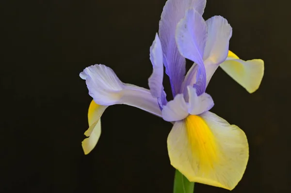 Bellissimi Fiori Gialli Viola Iris Sfondo Scuro — Foto Stock