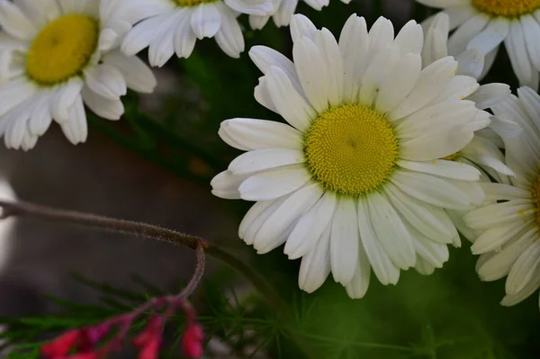 Όμορφα Λουλούδια Μαργαρίτα Στον Κήπο — Φωτογραφία Αρχείου