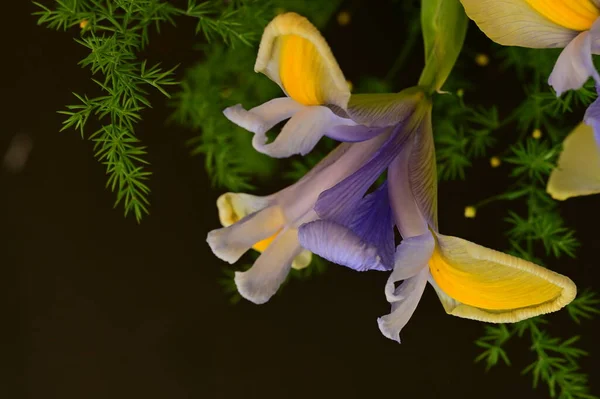 Hermosas Flores Iris Amarillo Púrpura Sobre Fondo Oscuro —  Fotos de Stock
