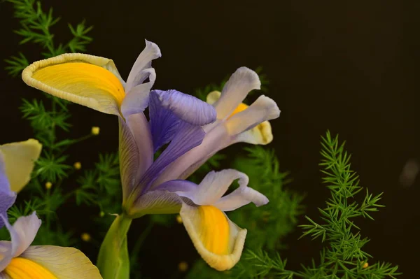 Bellissimi Fiori Gialli Viola Iris Sfondo Scuro — Foto Stock