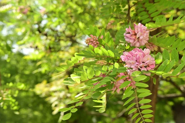 Stock image beautiful pink flowers in the garden