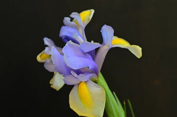 深色背景下美丽的黄色和紫色虹膜花 图库图片