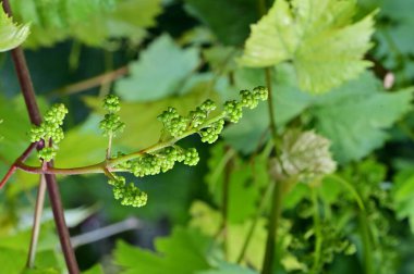 Üzüm yaprakları yeşildir.