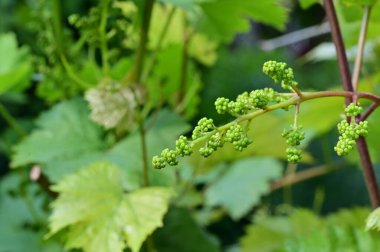 Üzüm yaprakları yeşildir.