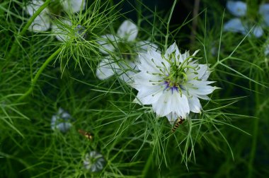 Bahçedeki beyaz çiçekleri kapat.