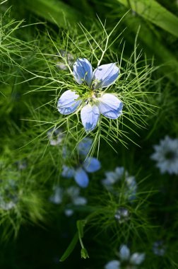 Bahçedeki güzel beyaz ve mavi çiçekler