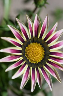 Bahçedeki güzel papatya çiçekleri