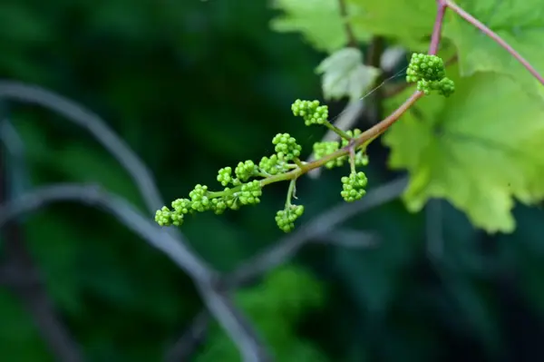 Green Leaves Grapes Close View — Stock Photo, Image