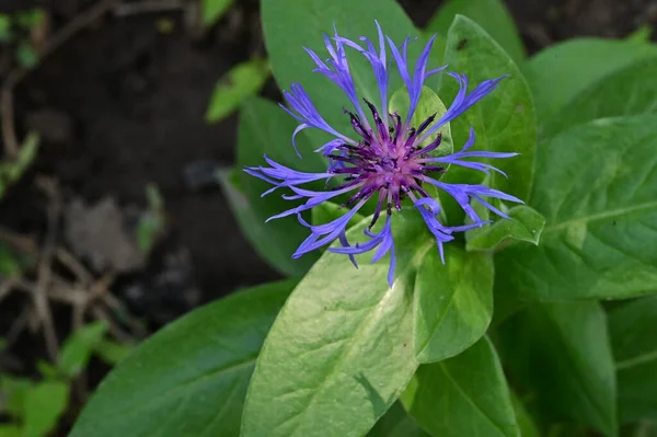 Hermosa Flor Púrpura Jardín —  Fotos de Stock