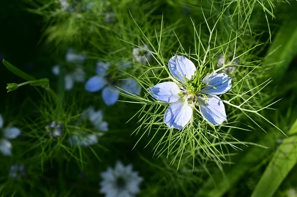 stock image beautiful white and blue flowers in the garden