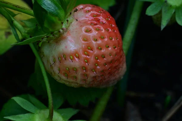 Κοντινή Θέα Της Φράουλας Στον Κήπο — Φωτογραφία Αρχείου