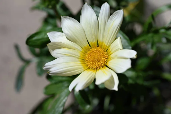 Belles Fleurs Marguerite Dans Jardin — Photo