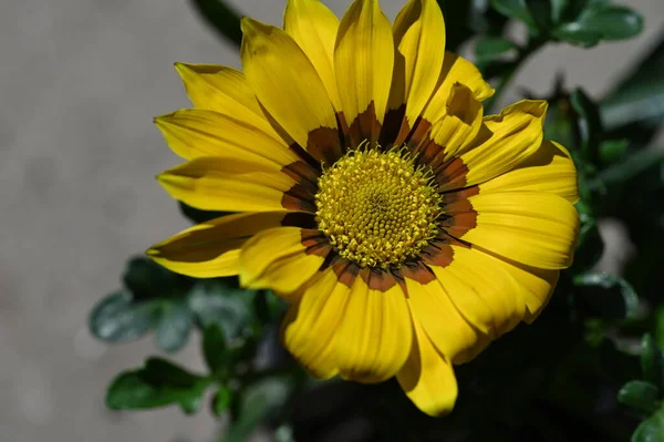 庭の美しいデイジーの花 — ストック写真
