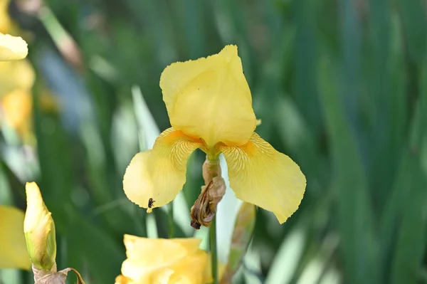 Κίτρινο Λουλούδι Ίριδας Στον Κήπο — Φωτογραφία Αρχείου