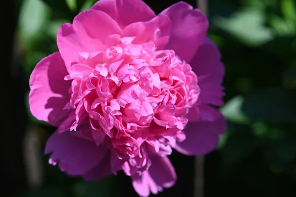 庭の美しいピンクの牡丹の花 — ストック写真