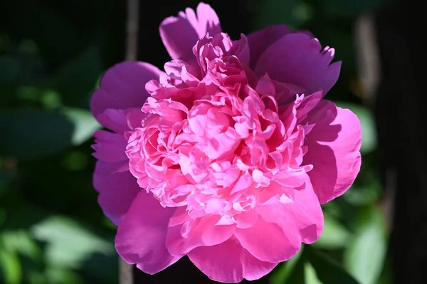 Piękny Różowy Kwiat Piwonii Ogrodzie — Zdjęcie stockowe