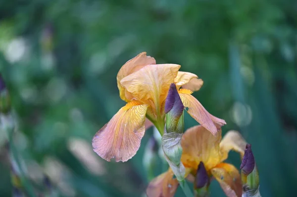 Krásné Duhovky Květiny Zahradě — Stock fotografie