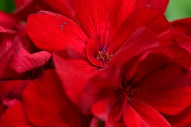 Bahçedeki güzel kırmızı çiçekler 