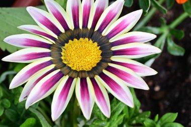 Güzel Gerbera çiçeği, yakın görüş.