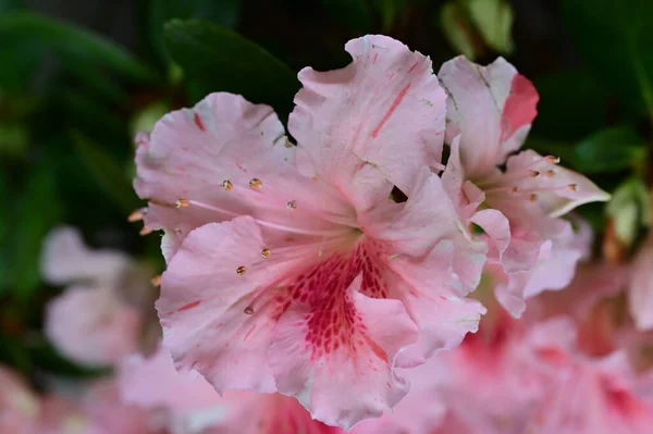 Krásné Růžové Květy Rostoucí Zahradě Flóra Koncept — Stock fotografie