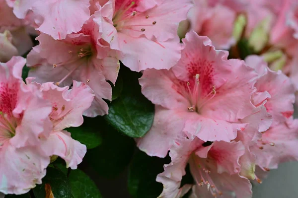 stock image beautiful pink flowers growing in garden, flora concept