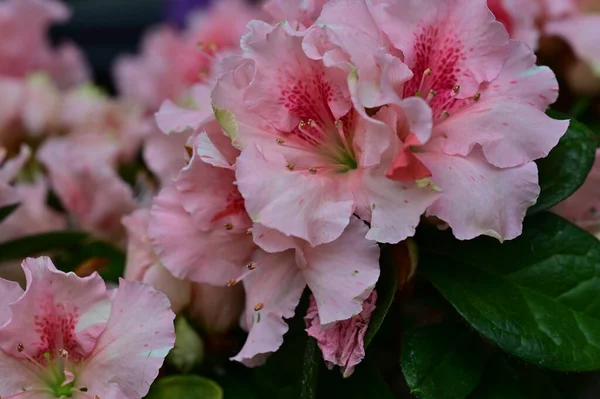 Gyönyörű Rózsaszín Virágok Nőnek Kertben Flóra Koncepció — Stock Fotó