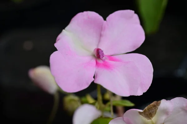 Gyönyörű Rózsaszín Virágok Nőnek Kertben Flóra Koncepció — Stock Fotó